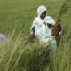 hambre y cambio climático
