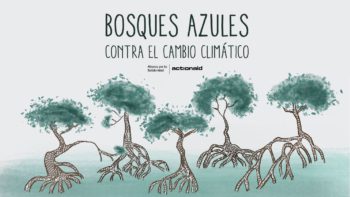 manglares aliados contra el cambio climático