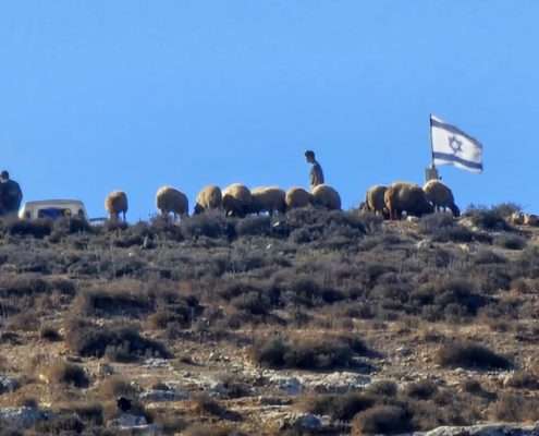 Colonos robando ovejas a familias palestina en Hebrón